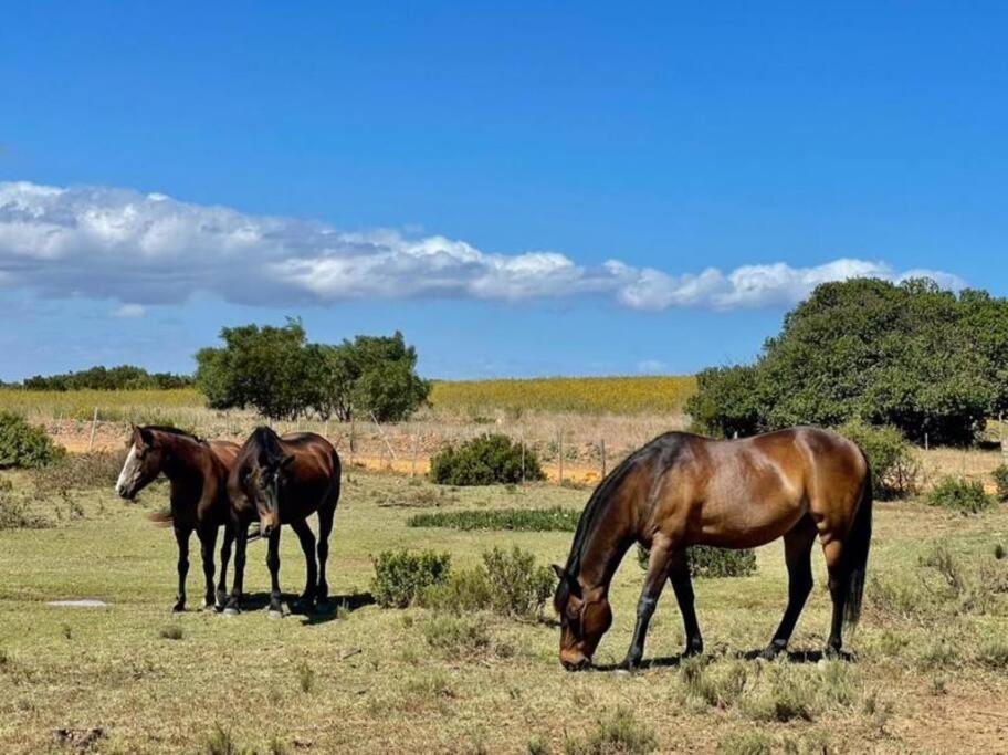 Heron Cottage - Living The Breede Malgas Exterior photo